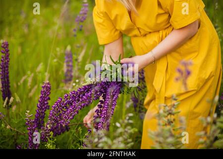 Ein Mädchen in einem gelben Kleid sammelt im Sommer auf dem Feld einen Strauß Lupinen. Frau mit einem Blumenstrauß aus Lupinen an einem sonnigen Sommertag. Stockfoto