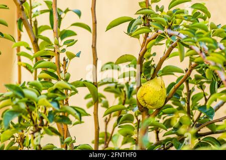 Reife Frucht des Birnenbaums Baldachin Stockfoto