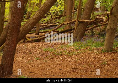 Ein Blick auf einen Waldweg in einem Bluebell Holz mit Buchen, die im Frühling in Blätter kommen Stockfoto