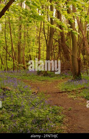 Ein Blick auf einen Waldweg in einem Bluebell Holz mit Buchen, die im Frühling in Blätter kommen Stockfoto