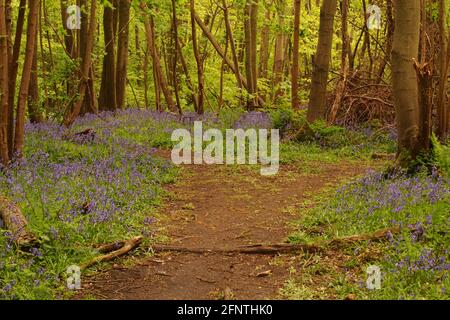 Ein Blick auf einen Waldweg in einem Bluebell Holz mit Buchen, die im Frühling in Blätter kommen Stockfoto