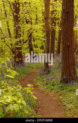 Ein Blick auf einen Waldweg in einem Bluebell Holz mit Buchen, die im Frühling in Blätter kommen Stockfoto