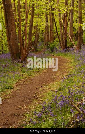 Ein Blick auf einen Waldweg in einem Bluebell Holz mit Buchen, die im Frühling in Blätter kommen Stockfoto