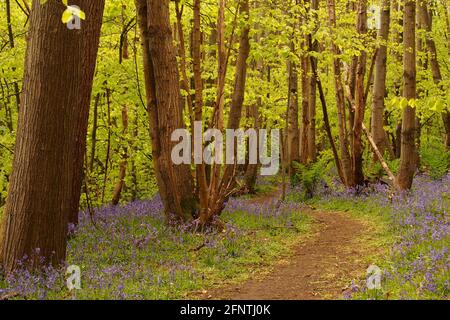 Ein Blick auf einen Waldweg in einem Bluebell Holz mit Buchen, die im Frühling in Blätter kommen Stockfoto