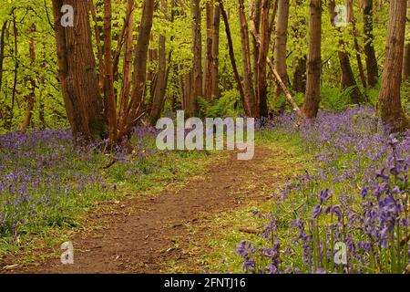 Ein Blick auf einen Waldweg in einem Bluebell Holz mit Buchen, die im Frühling in Blätter kommen Stockfoto