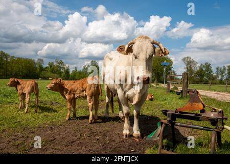 Blonde aquitaine-Kühe mit Kälbern grasen im Grasland in der schönen Provinz Twente in Overijssel, Niederlande Stockfoto