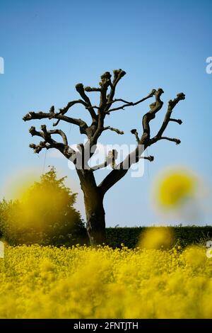 Abgeschnittener Baum in der Mitte des gelben Blumenfeldes Stockfoto