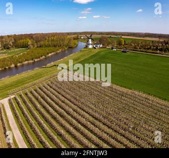 Feld von Obstbäumen in weißer Blüte mit weißer Windmühle Stockfoto