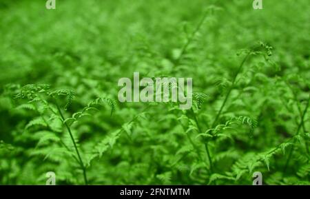 Die Schärfe in der Mitte auf einem grünen Sprossen. Junge Sprossen mit verdrehten grünen Farnblättern. Natürlicher Hintergrund. Stockfoto