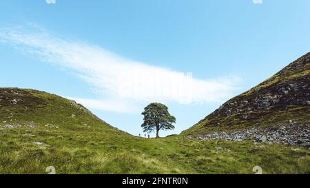 Northumberland UK: Sycamore Gap on Hadrians Wall hautnah mit lebendigen Farben (mit Menschen in Szene um Maßstab) Stockfoto