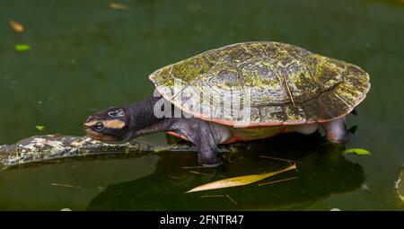 Nahaufnahme einer runden australischen Schildkröte in einem Pool Stockfoto