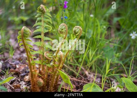 Grüner Farnbusch mit jungen verdrehten Blättern auf dem Hintergrund des Baumkrons. Hintergrund. Selektiver Fokus. Stockfoto