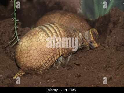 Olomouc, Tschechische Republik. Mai 2021. Am Mittwoch, den 19. Mai 2021, wurde im Zoo Olomouc, Tschechien, ein Paar südlicher dreibändiger Armadillo, Tolypeutes matacus, der Öffentlichkeit vorgestellt. Kredit: Ludek Perina/CTK Foto/Alamy Live Nachrichten Stockfoto