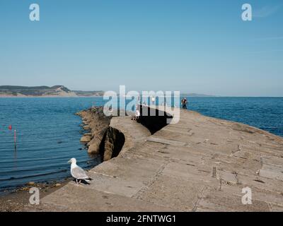 Blick auf den Cobb, berühmt gemacht durch Jane Austens Roman "Persuasion" und John Fowles "die französische Leutnant's Woman", Lyme Regis, Dorset, United K Stockfoto