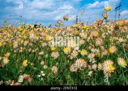 Blühendes Kleeblatt. Blühendes Kleeblatt und blauer Himmel im Hintergrund. Viele Wildblumen aus der Nähe. Stockfoto