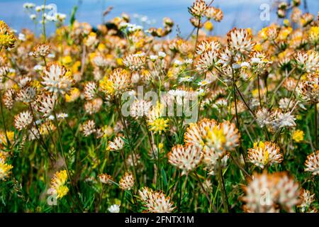 Blühendes Kleeblatt. Blühendes Kleeblatt und blauer Himmel im Hintergrund. Viele Wildblumen aus der Nähe. Stockfoto