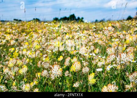 Blühendes Kleeblatt. Blühendes Kleeblatt und blauer Himmel im Hintergrund. Viele Wildblumen aus der Nähe. Stockfoto