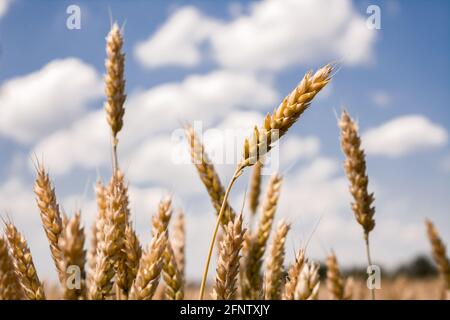 Ähren von Weizen reifen auf dem Feld. Gereifte Ernte in der Sommersaison, Getreide. Landwirtschaft und Feldarbeit Foto. Stockfoto