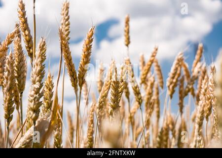 Ähren von Weizen reifen auf dem Feld. Gereifte Ernte in der Sommersaison, Getreide. Landwirtschaft und Feldarbeit Foto. Stockfoto