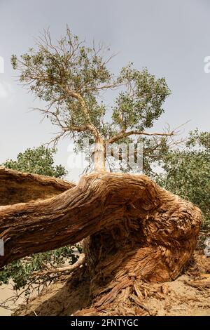 Entlang der Seidenstraße wächst ein Baum mit riesigen Wurzeln In der chinesischen Taklamakan-Wüste Stockfoto