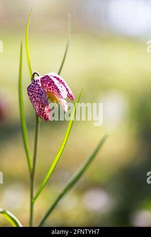 Bild einer roten Schachbrettblume im Rücklicht mit Sichtbare Staubgefäße Stockfoto