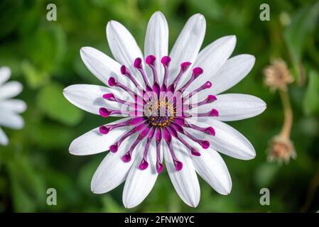 Draufsicht auf eine weiße Osteopermum (afrikanische Gänseblümchen) In einem Garten Stockfoto