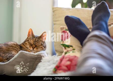 Besitzer und Katze entspannen sich zusammen auf der Couch zu Hause. Beine von Person und Katze in einem weichen Korb Stockfoto