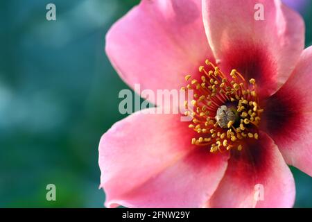 Nahaufnahme der goldenen Mitte der rosa Einzelrose-Sorte, hell wie ein Knopf. Eine Floribunda-Art Clusterrose, die winterhart und krankheitsresistent ist Stockfoto