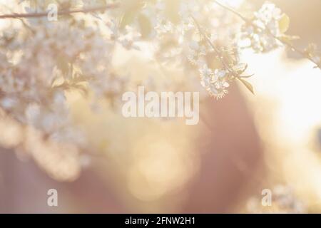 Nahaufnahme der weißen Kirschblüten mit warmem Abendlicht Bokeh im Hintergrund. Weicher selektiver Fokus sanftes Federbanner mit Kopierraum Stockfoto