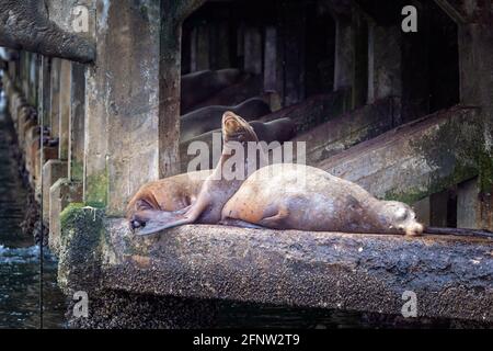 Seelöwen entspannen sich auf einem Stein in Monterey, Kalifornien Stockfoto