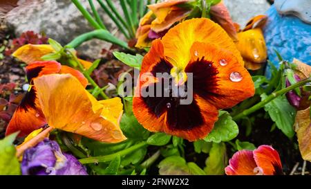 Nahaufnahme einer Eisenblüte mit Wassertropfen. Eine Gartenpension ist eine Art Großblütenhybrid, der als Gartenblume kultiviert wird. Stockfoto