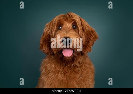 Kopfaufnahme eines hübschen roten Cobberdog aka Labradoodle Hundes, der nach vorne zeigt. Blick auf die Kamera mit Zunge aus dem Mund. Isoliert auf einem Grün Stockfoto