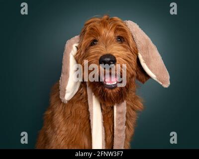 Kopfaufnahme eines hübschen roten Cobberdog aka Labradoodle Hundes, der nach vorne zeigt. Blick auf die Kamera mit Zunge aus dem Mund und mit Kunstpelz Stockfoto