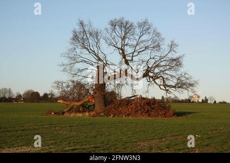 Eiche in einem Feld, das beschädigt wurde Ein Sturm Stockfoto