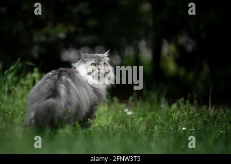 Grau silber gestromt britische Langhaarkatze auf grüner Wiese Im Freien in der Natur zurückblickend Stockfoto