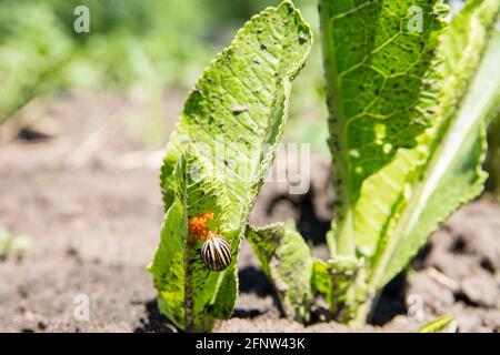 Kartoffelkäfer legt Eier auf grünes Blatt. Insekten Schädlinge. Nahaufnahme des Colorado Beetle. Stockfoto