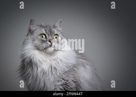 Schönes graues silbergestromptes britisches Langhaar-Katzenportrait auf Grau Hintergrund mit Kopierbereich Stockfoto