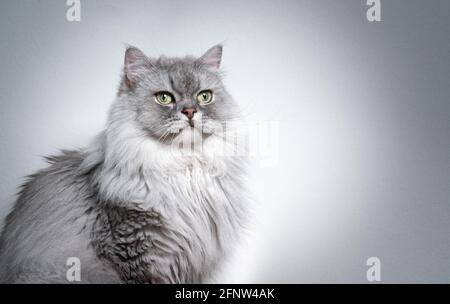 Schönes graues silber gestromte britische Langhaar-Katzenportrait auf Licht Grauer Hintergrund mit Kopierbereich Stockfoto