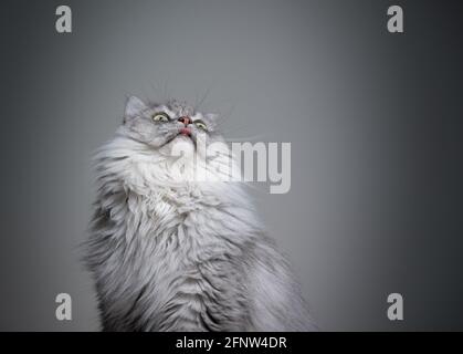 Hungry grey silver tabby britisches Langhaar Katzenportrait auf grau Hintergrund, der auf den Kopierbereich schaut, der Lippen leckt Stockfoto