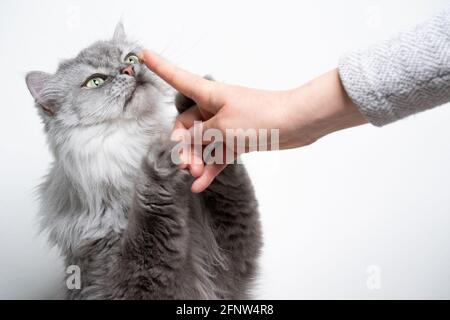 Niedliche graue silberne gestromte britische Langhaar-Katze, die riechend aufsteht Finger des Haustierbesitzers Stockfoto