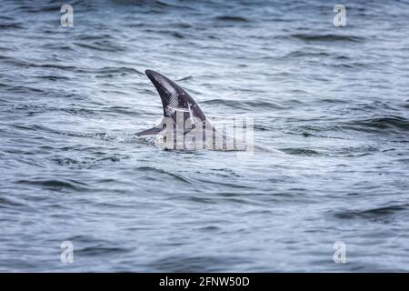 Nahaufnahme eines Fingerpringes auf der Finne eines Delphin Stockfoto