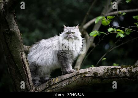Grau silber gestromt britische Langhaarkatze auf einem Baum sitzend Den Garten beobachten Stockfoto
