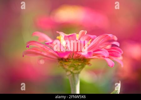 Nahaufnahme eines rosa Zinnia-Blumenbanners mit flacher DOF-Schönheit Stockfoto