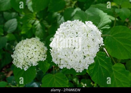 Hortensia arborescens 'Annabelle', allgemein bekannt als glatte Hortensien, wilde Hortensien, Sevenbark oder Schafsblüten. Weiße Blütengruppe Stockfoto