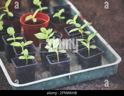 Sonnenblumenkeimlinge Pflanzen (Helianthus Annuus) wachsen in Töpfen im Gewächshaus. Konzept der Pflege, Pflege, zerbrechlich, unreif, wachsen Sie Ihre eigenen Stockfoto