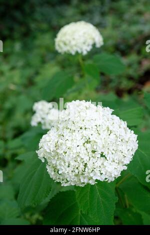 Hortensia arborescens 'Annabelle', allgemein bekannt als glatte Hortensien, wilde Hortensien, Sevenbark oder Schafsblüten. Weiße Blütengruppe Stockfoto