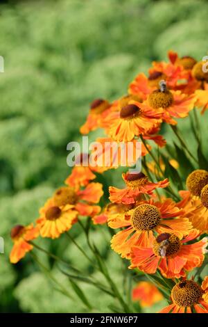 Helenium „Waltraut“. Sneezeeed „Waltraut“. Goldbraune Blütenköpfe mit unscharf grünem Laubhintergrund Stockfoto