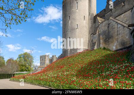 Einmal im Jahr, um den Mai herum, findet im Arundel Castle in West Sussex das Tulpenfest statt, bei dem Sie in den atemberaubenden Gärten etwa 60,000 Tulpen sehen können. Stockfoto