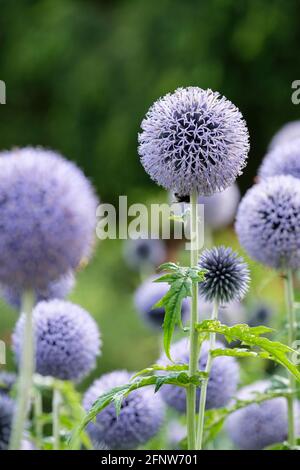 Echinops ritro. Blauer Igel, Kugelblume, Stahlglobusdistel. Kleine Kugeldistel. Stockfoto