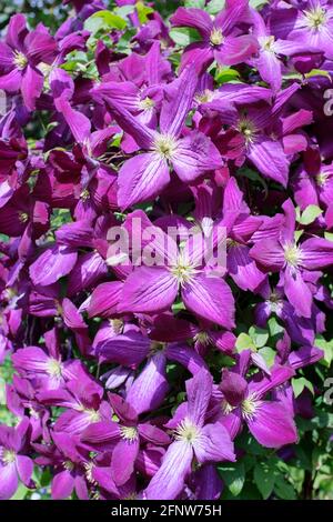 Clematis Jackmanii Purpurea“, auch bekannt als Clematis „Jackmanii Zojapur“. Lila Blüten. Stockfoto